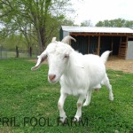 Tofo female goat