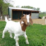 Bo female boer