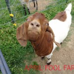 Red our female boer goat