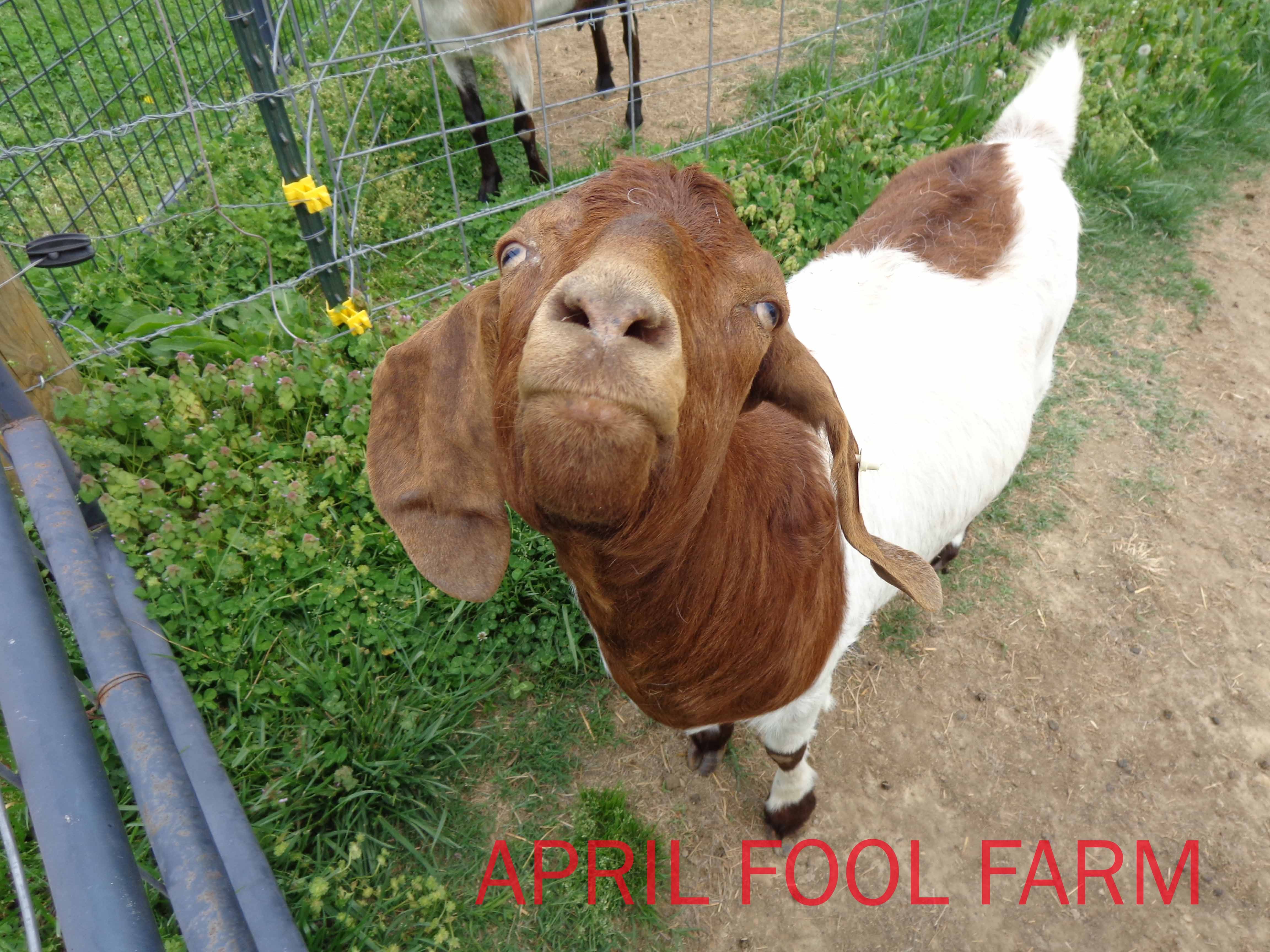 Red our female boer goat