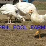 Peacocks handing with chickens