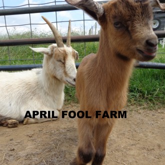 Farm life – new babies Month of May 2015