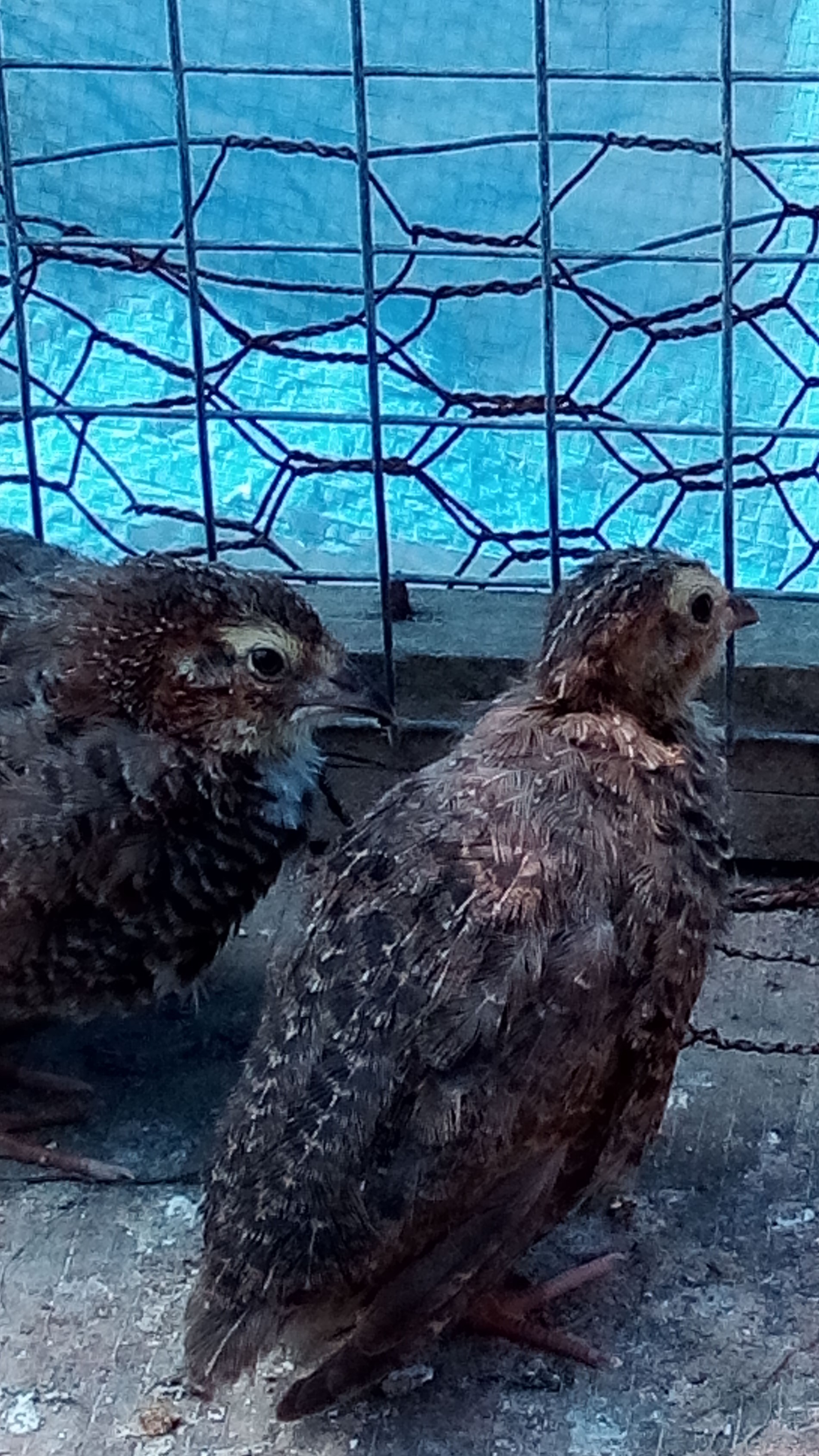 CHICKENS FOR SALE April Fool Farm Brownsville, Kentucky