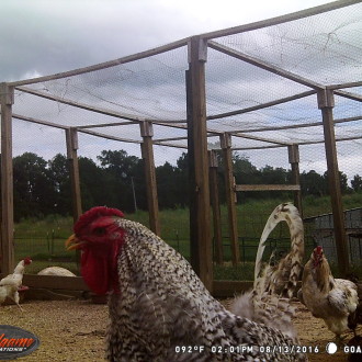 Pictures from the Chicken Coop