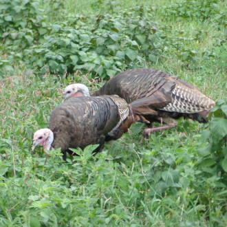 Wild Turkeys with our Goats