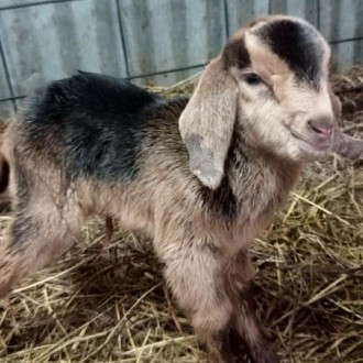Goats born Winter 2018