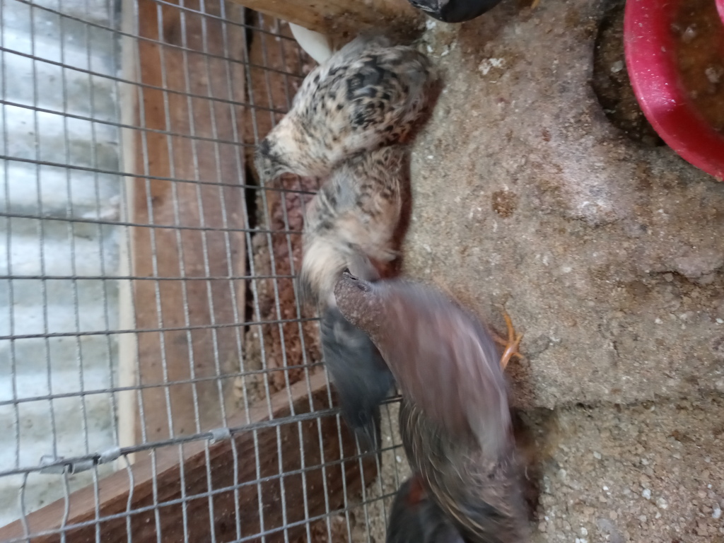 Quail Coturnix, Georgia Giant, Button Quail | April Fool Farm