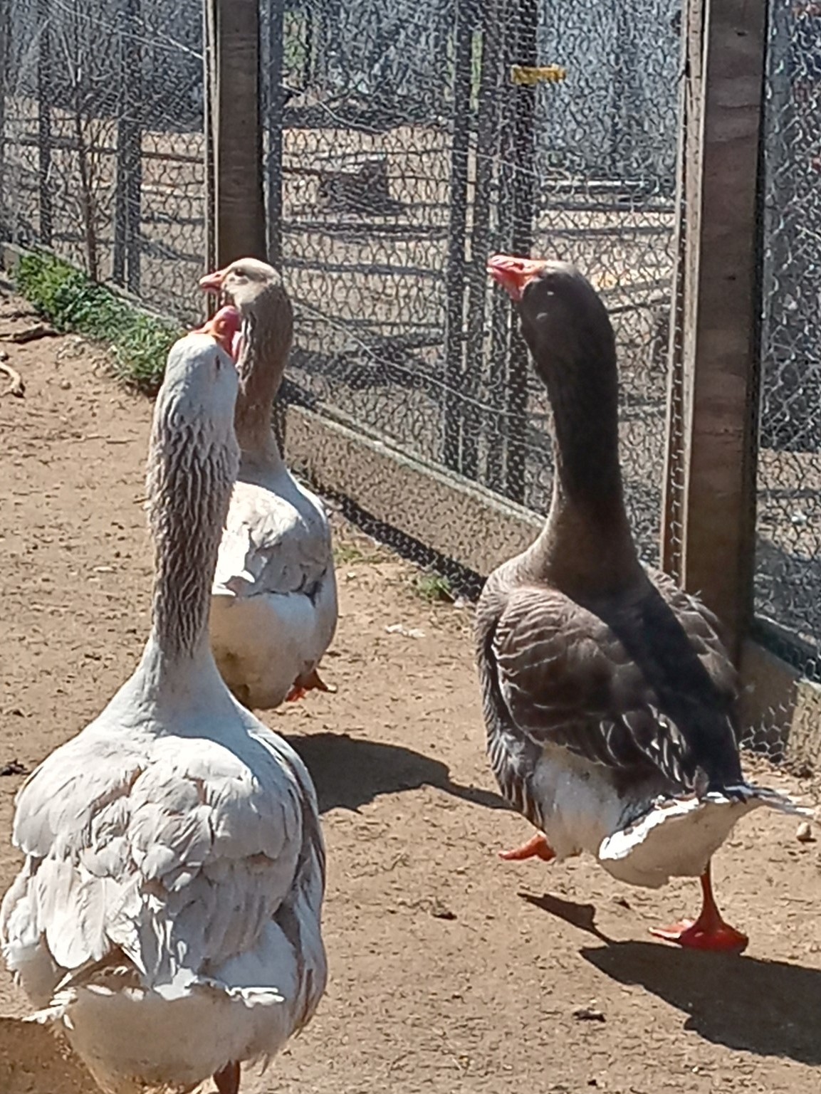 GIANT DEWLAP TOULOUSE GEESE