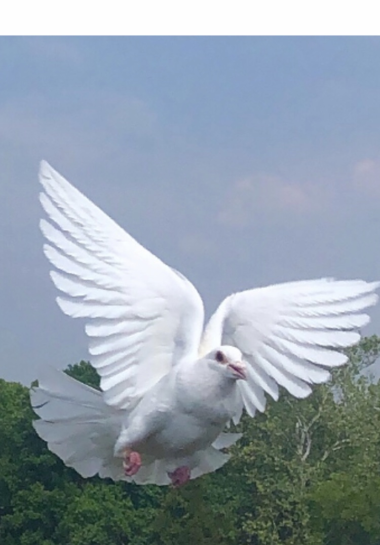 White Dove Releases for Special Occasions April Fool Farm